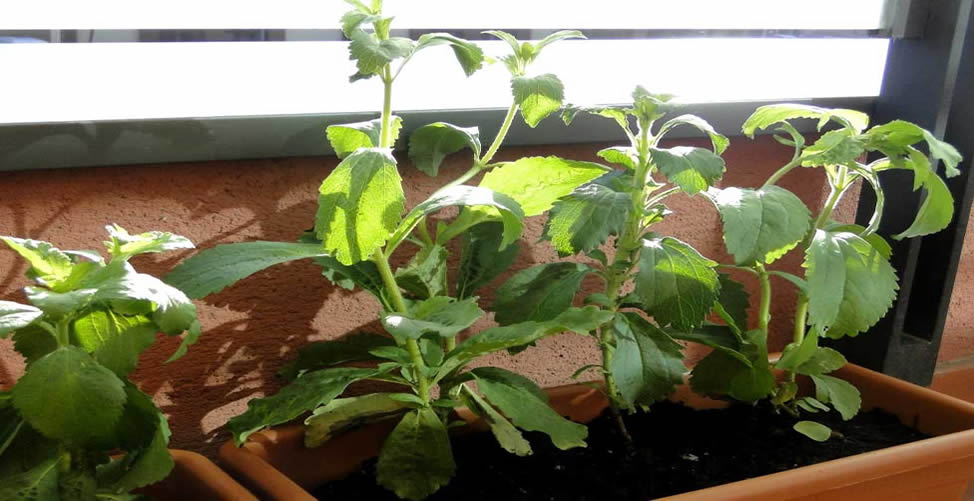 Hierbas Aromáticas Para Cultivar En Casa