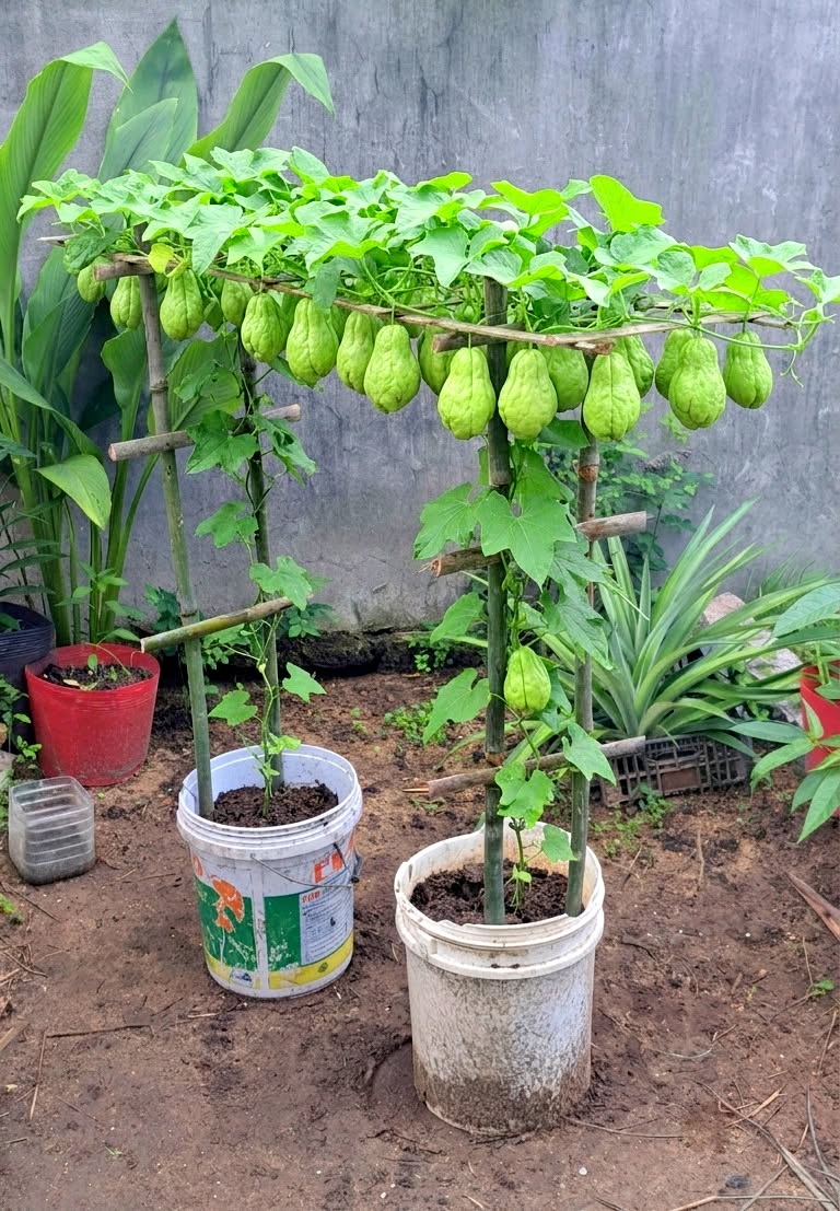Culture de chayottes dans de grands contenants avec des tuteurs en bois, un feuillage vert abondant et des fruits suspendus sous le treillis.